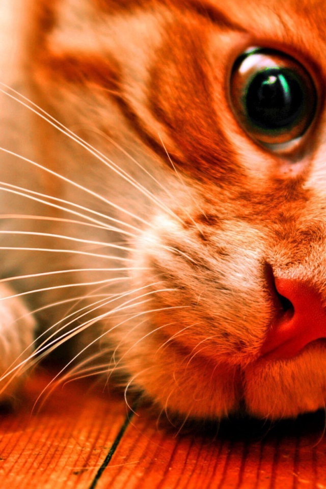 Розовоносый кот заглядывает под кровать