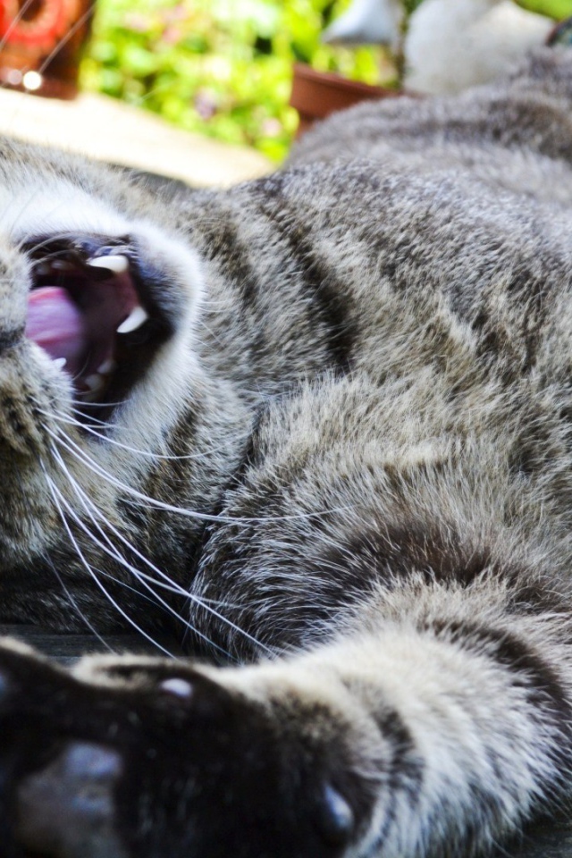 Довольный забавный кот