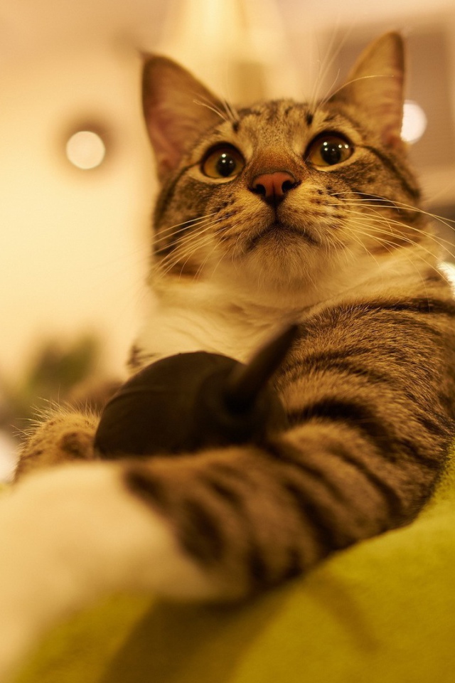 Горделивый домашний кот