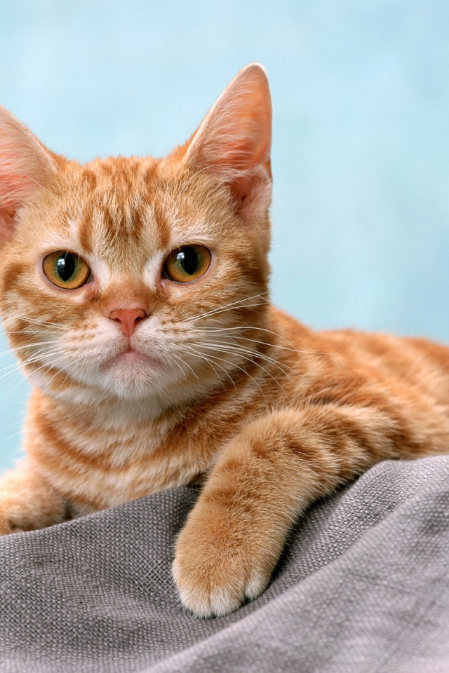 Курносый рыжий котенок