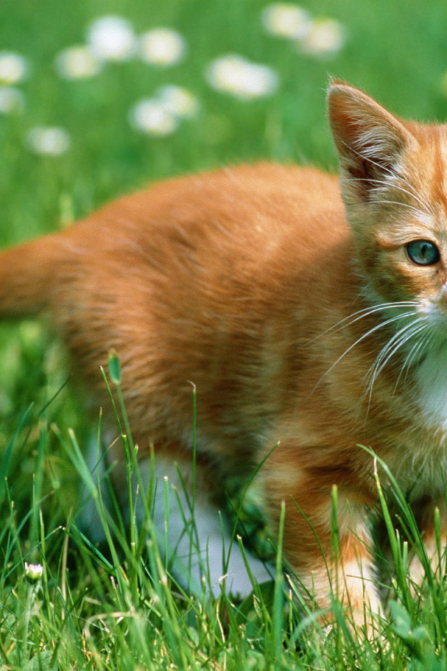 Рыжий котенок в траве