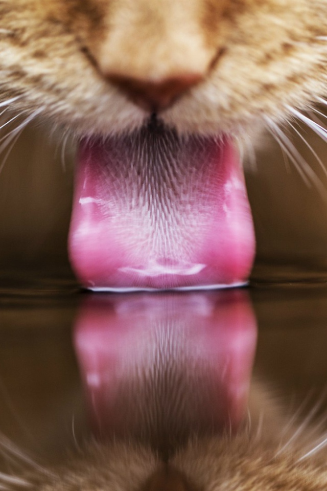 Рыжий кот пьет воду