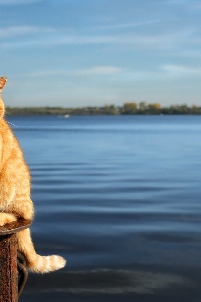 Рыжий кот на фоне воды