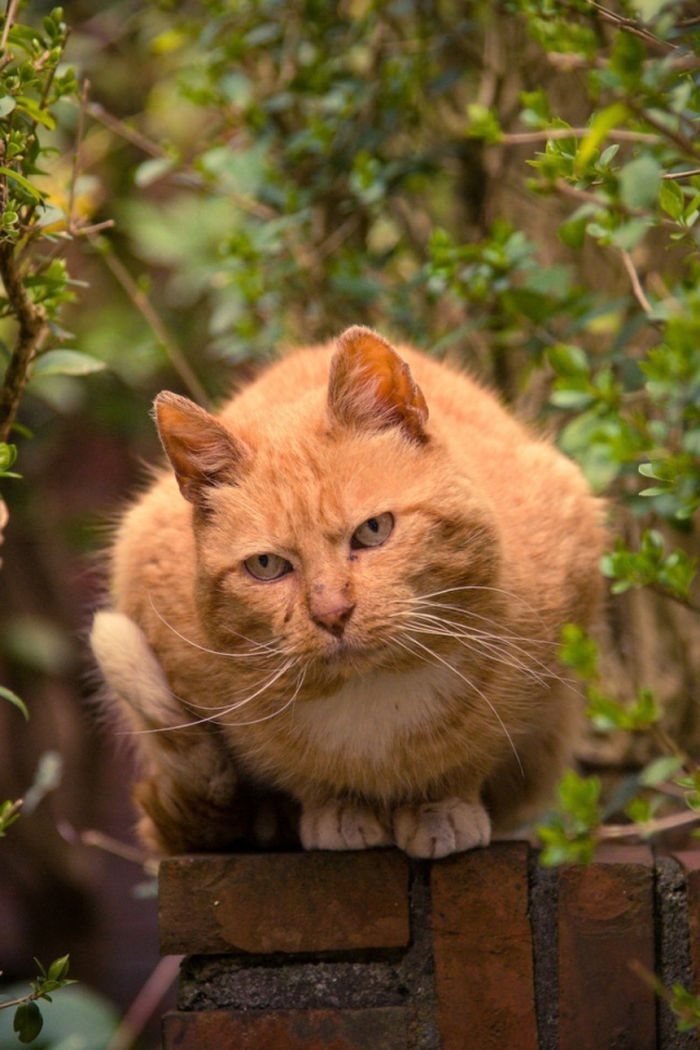 Рыжий кот на каменном заборе