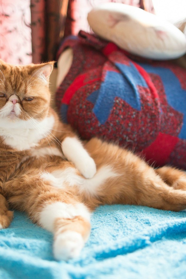 Рыжий кот на подушках