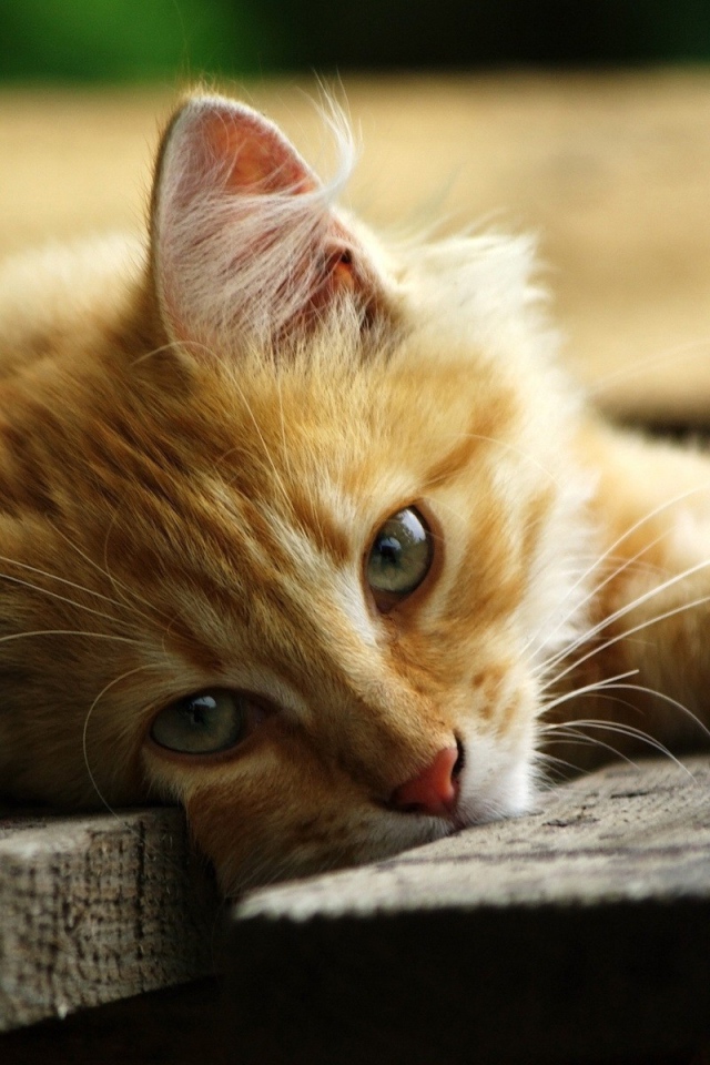 Рыжий кот на серых досках