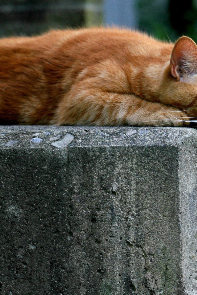 Рыжий кот опустил лапу вниз