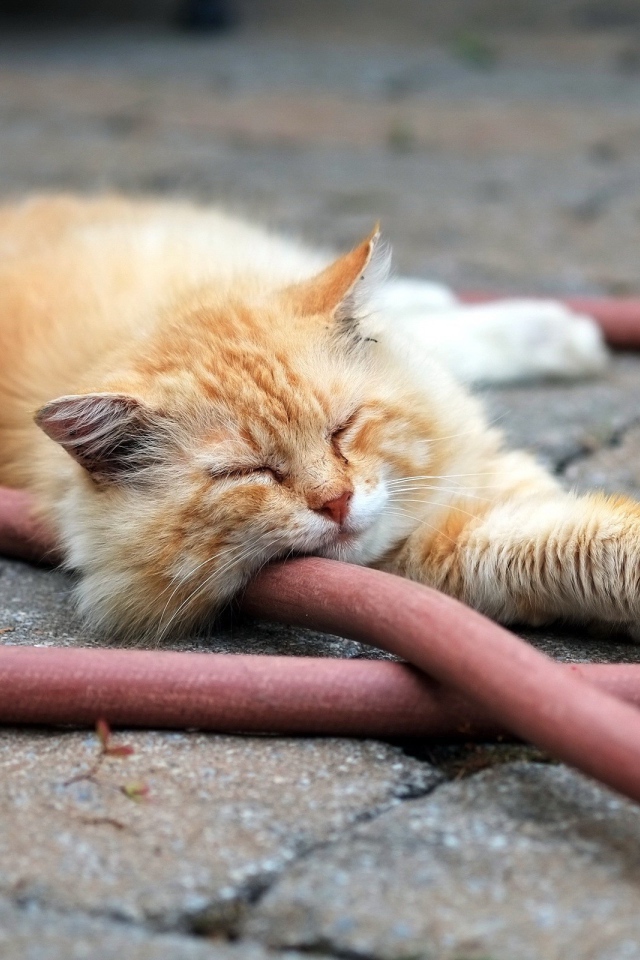 Рыжий кот спит на шланге