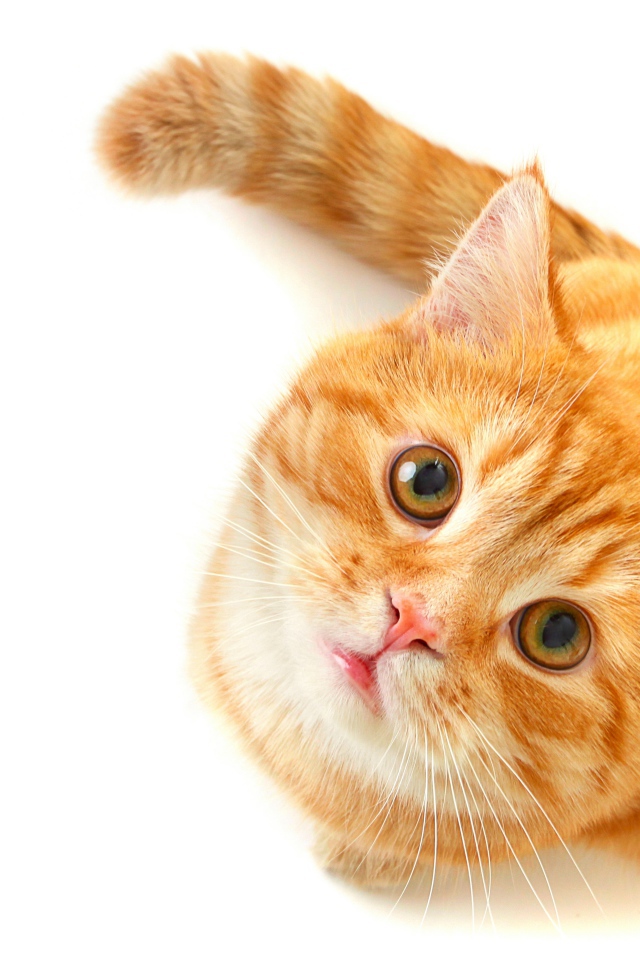 Рыжий кот с зелеными глазами