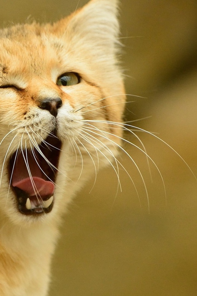 Рыжий кот зевает и подмигивает