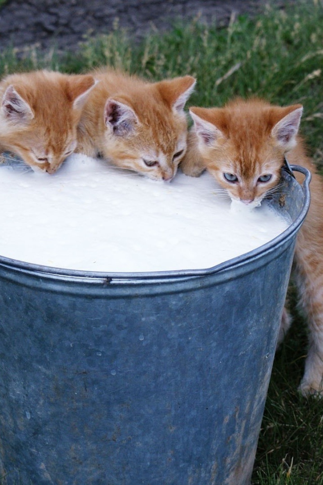 Рыжие котята пьют молоко из ведра