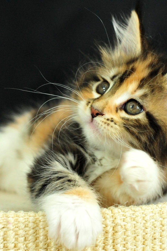 Рыжий котенок на пуфе