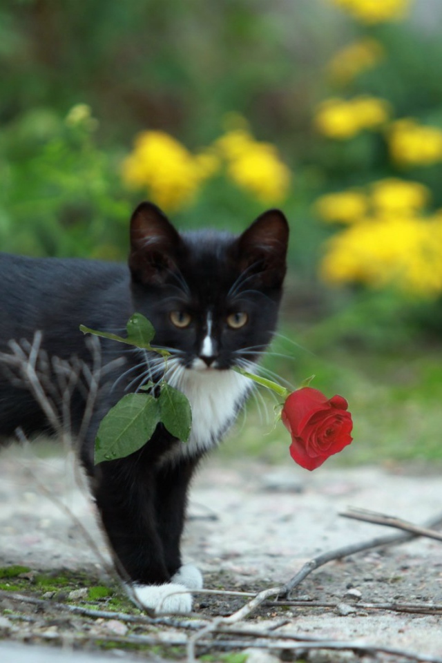 Роза в зубах у котенка