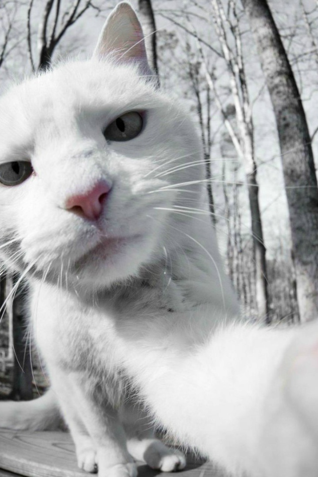 Селфи белого кота
