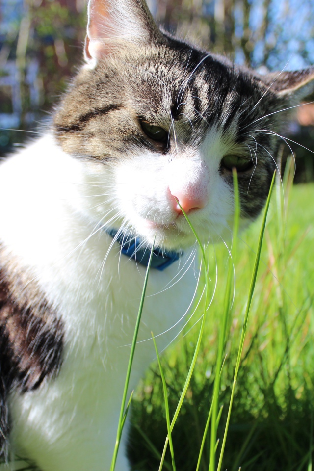 Грустный домашний кот на траве