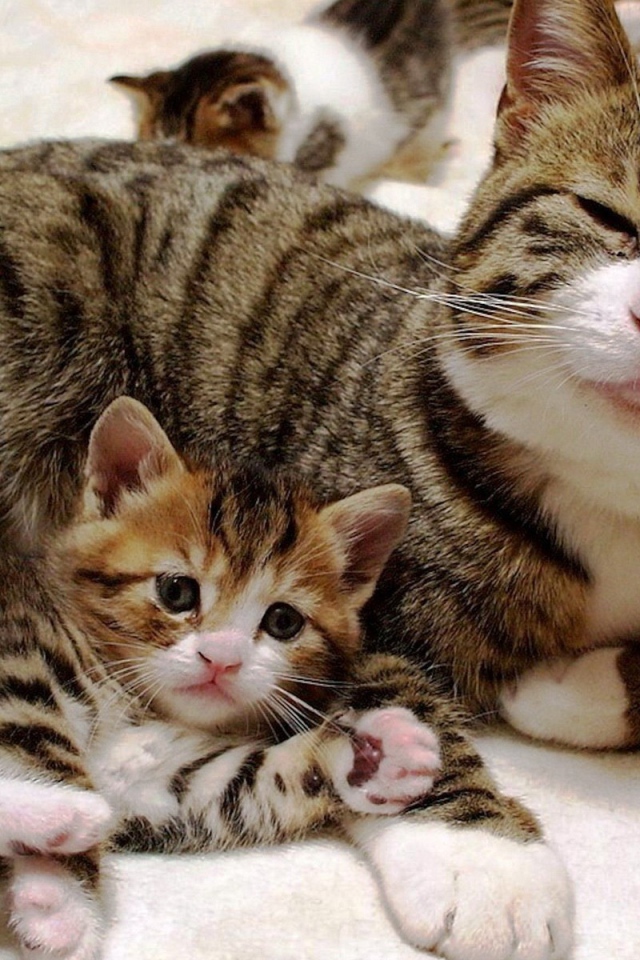 Довольная кошка с котенком