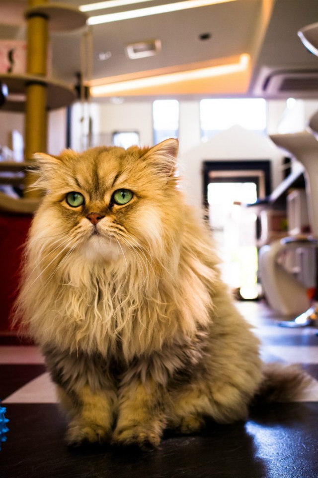 Лохматый кот с игрушкой