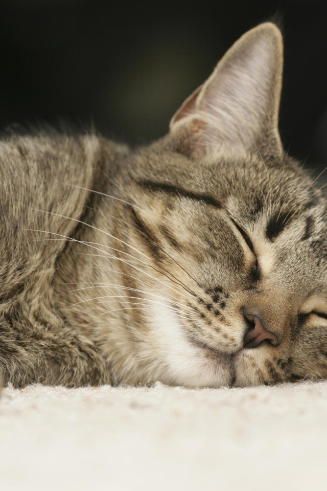 Sleeping housecat