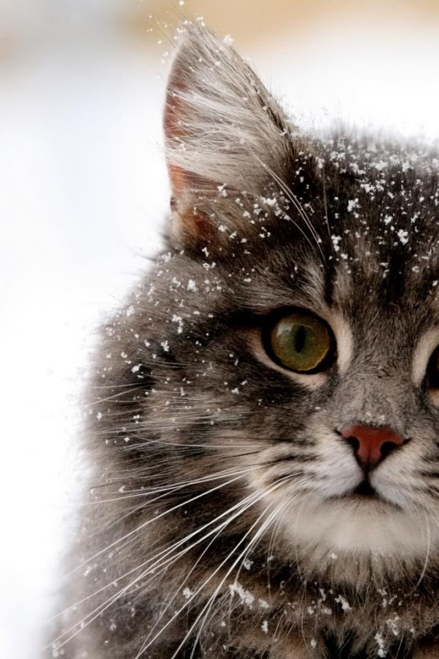 Снег на шерсти кота