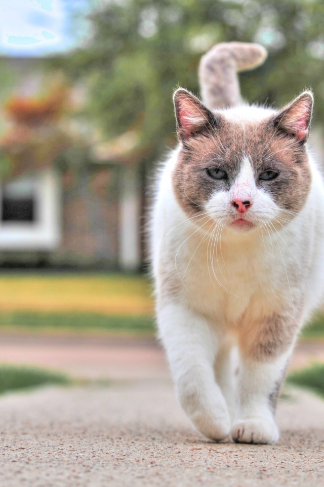 Уличный кот бандит