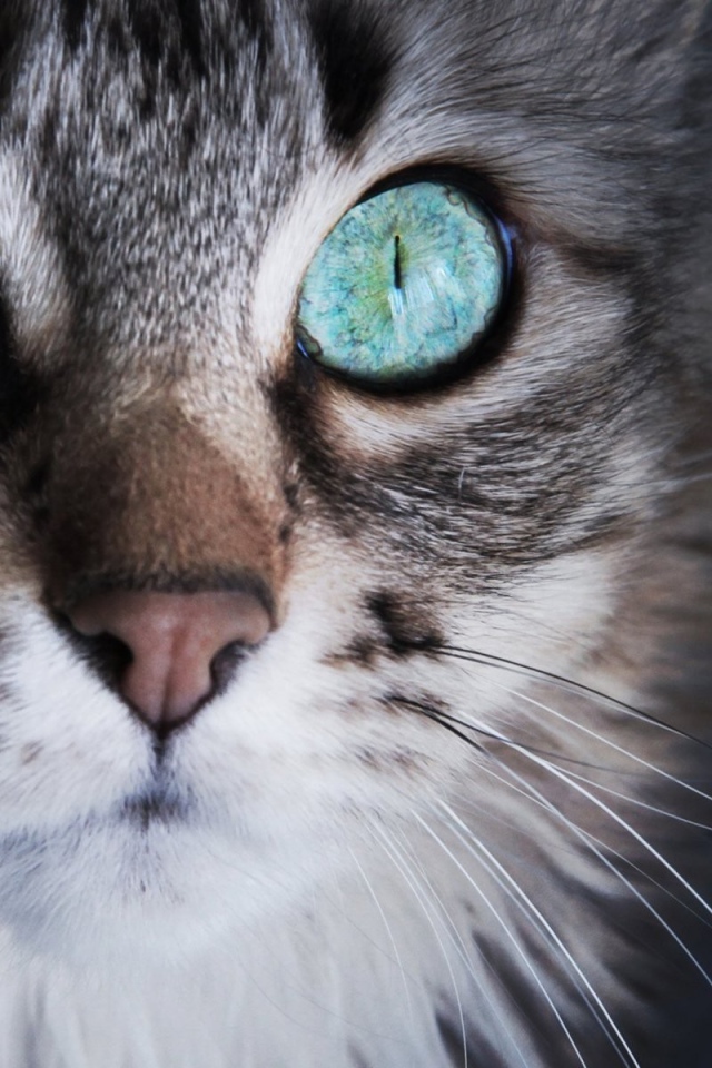 Удивленный кот с серыми глазами