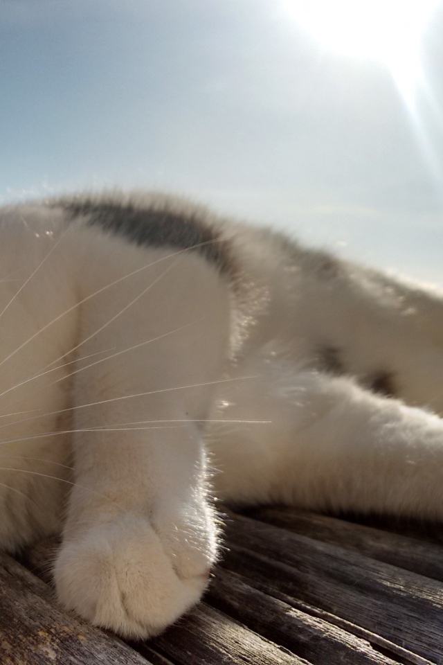 Кот сладко дремлет под лучами солнца