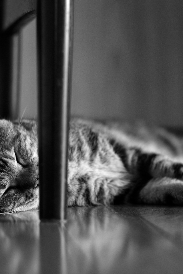 Кот сладко спит под стулом