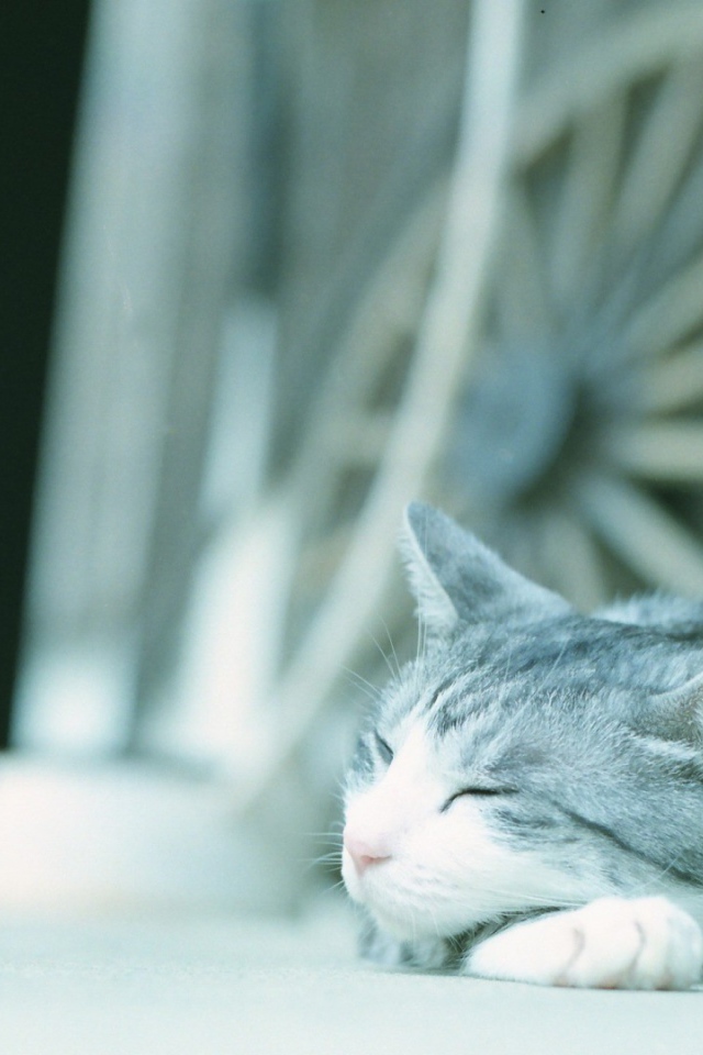 Кот в нашейном платке