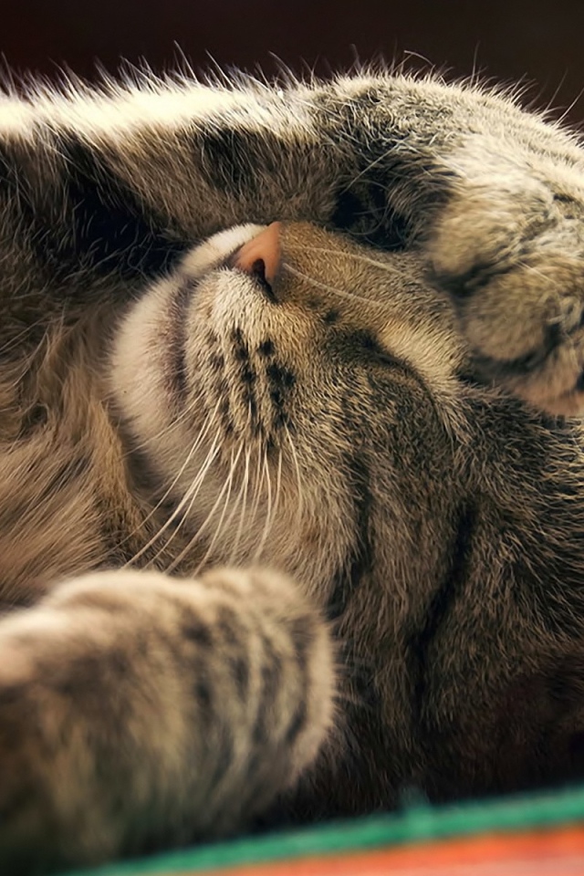 Кот закрывает мордочку лапой