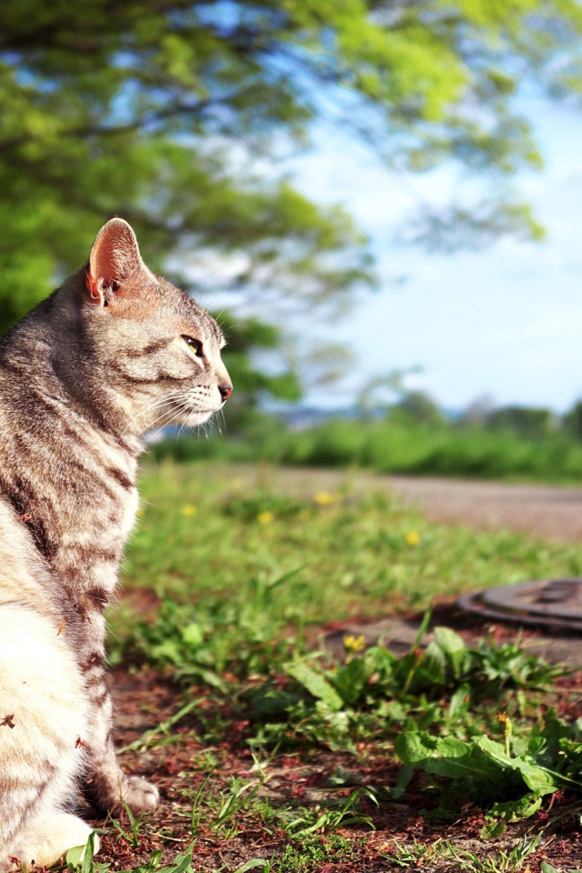 Кот сидит на земле возле люка