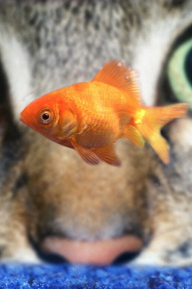 Кот наблюдает за рыбкой в аквариуме