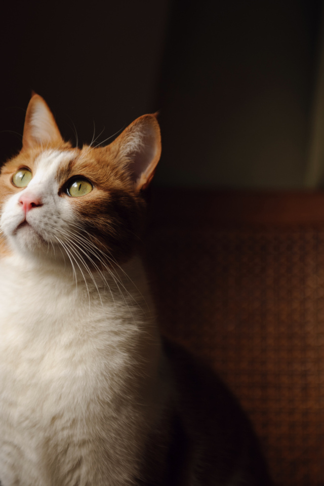 Кот на кресле