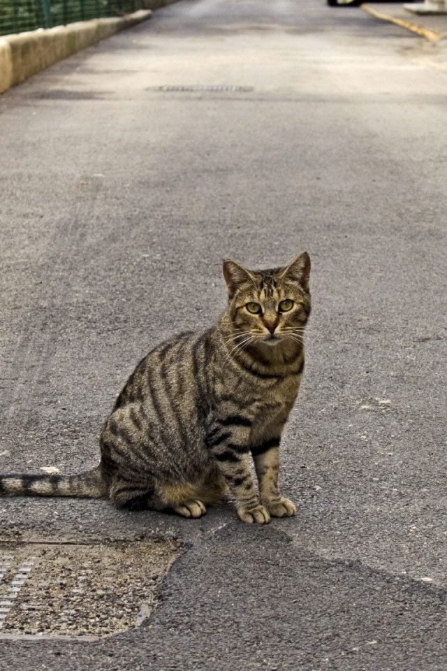 Кот сидит на дороге