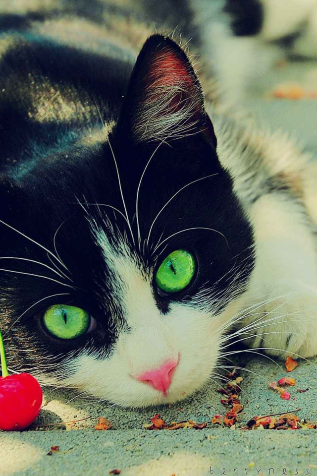 Зеленоглазый кот смотрит на вишню