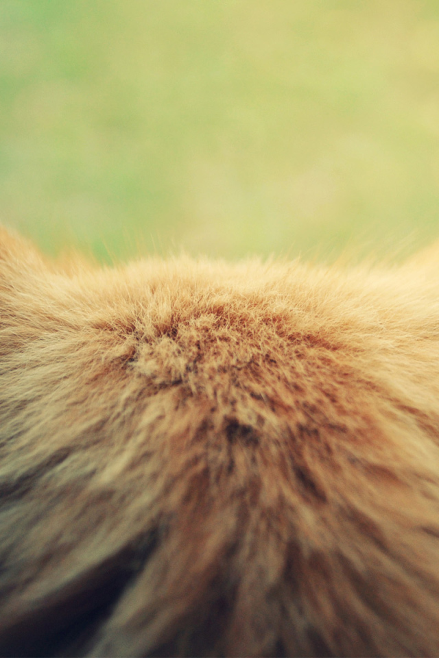 Затылок кошки