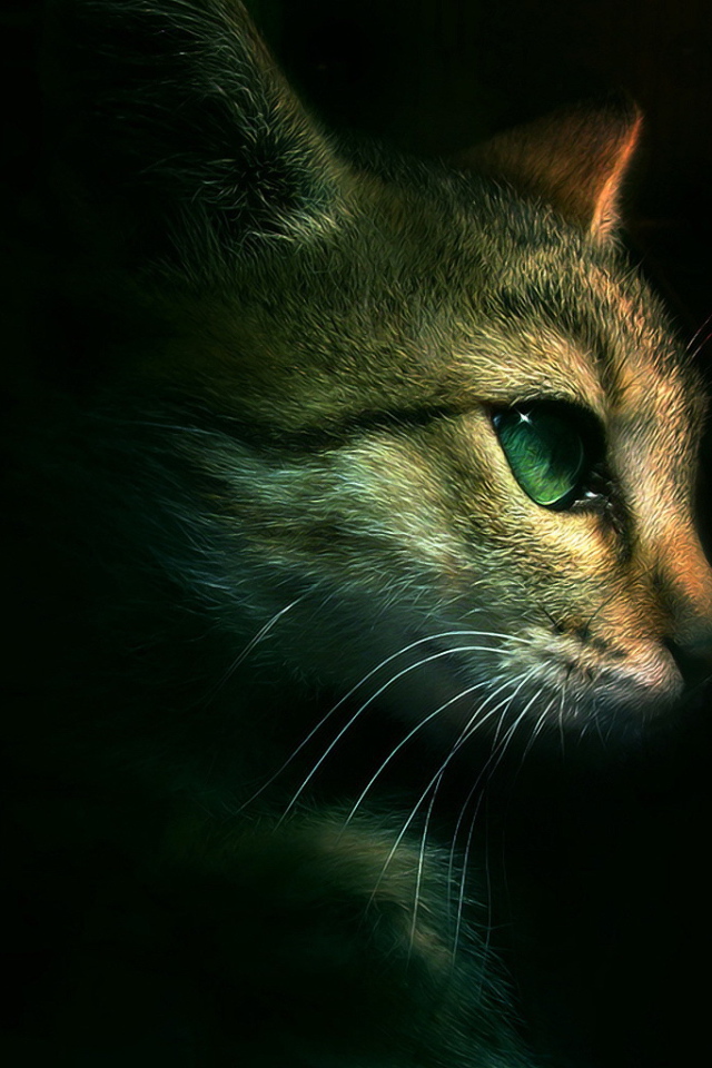 Голова кота на черном фоне