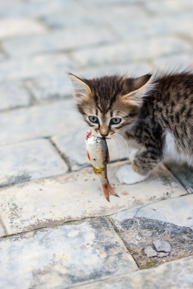 Котенок несет в зубах рыбку