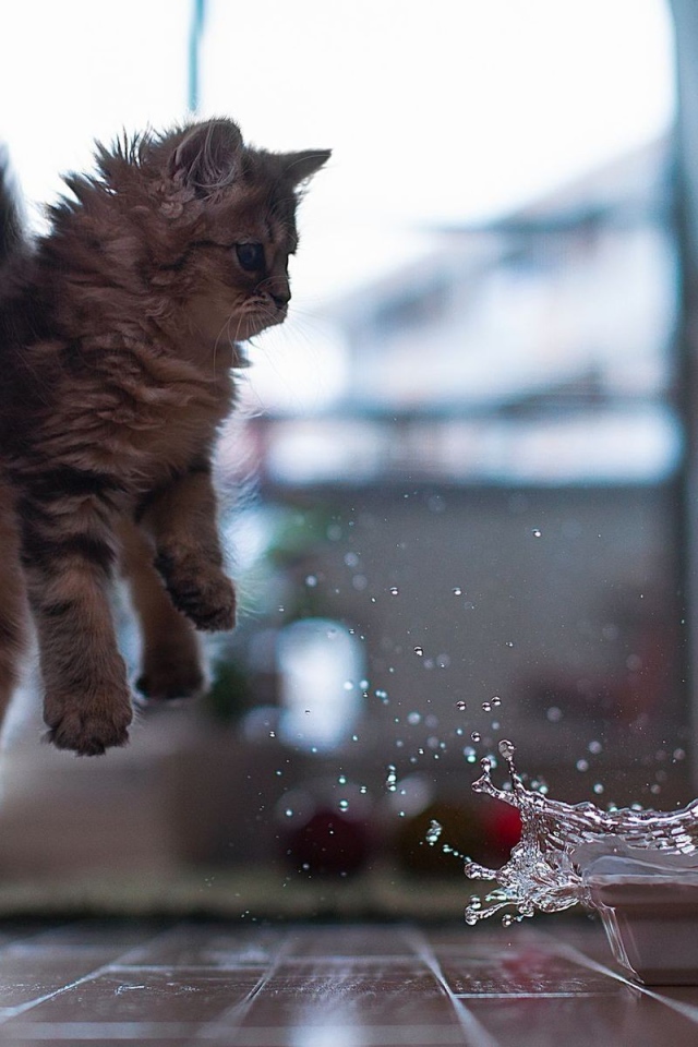 Котенок отпрыгивает от воды