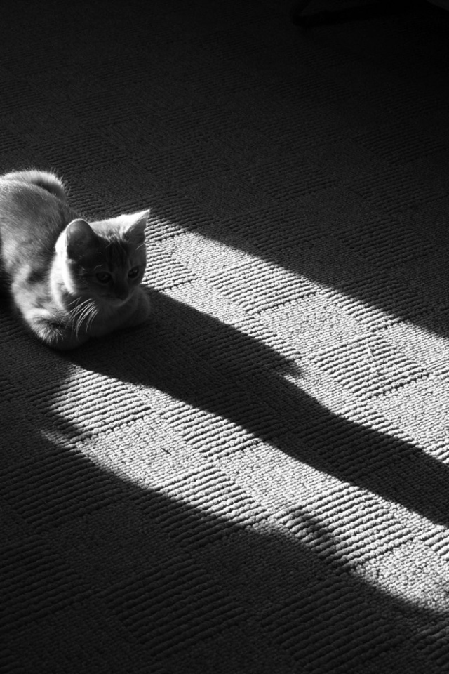 Тень от серого кота