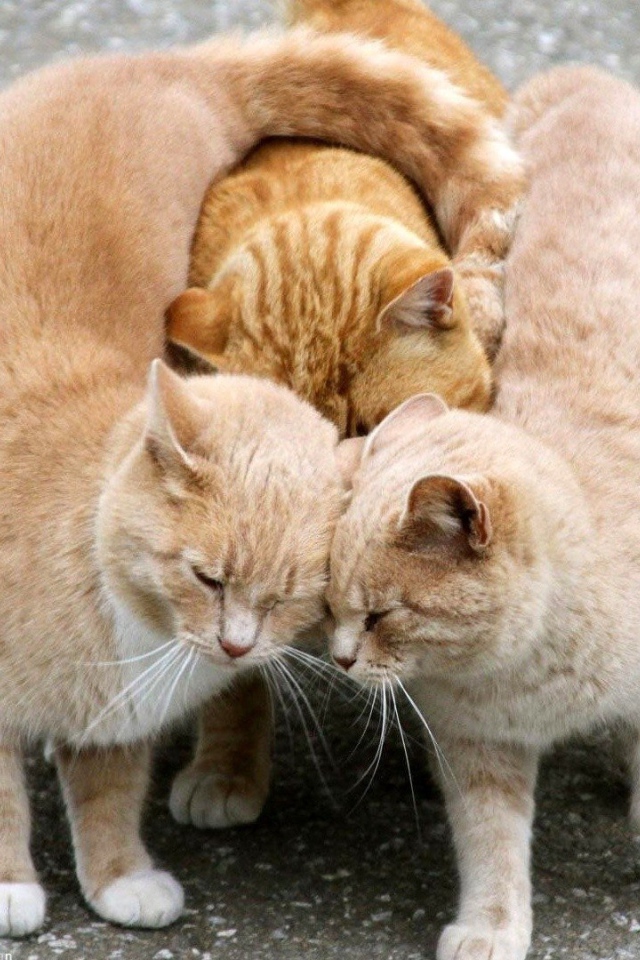 Настоящий рыжий трикотаж