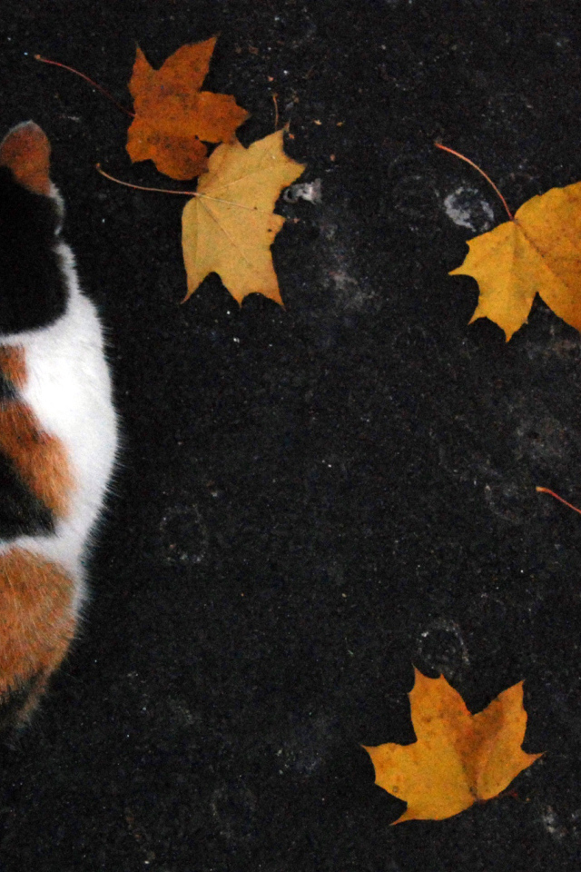 Трехцветный кот и осенние листья