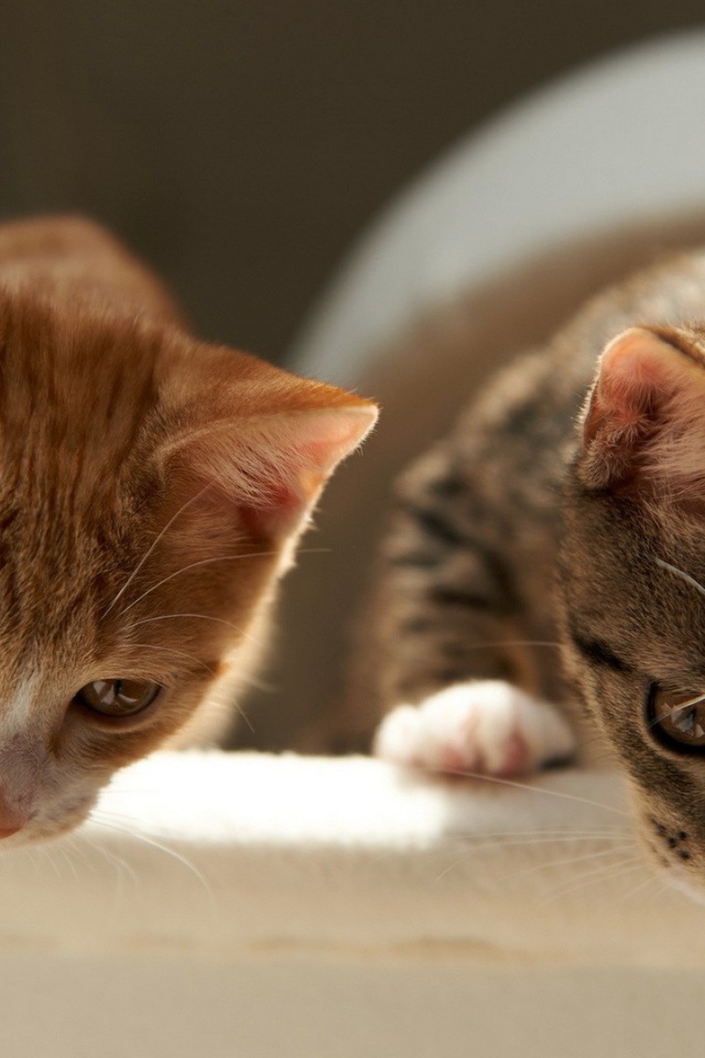 Два брата коты