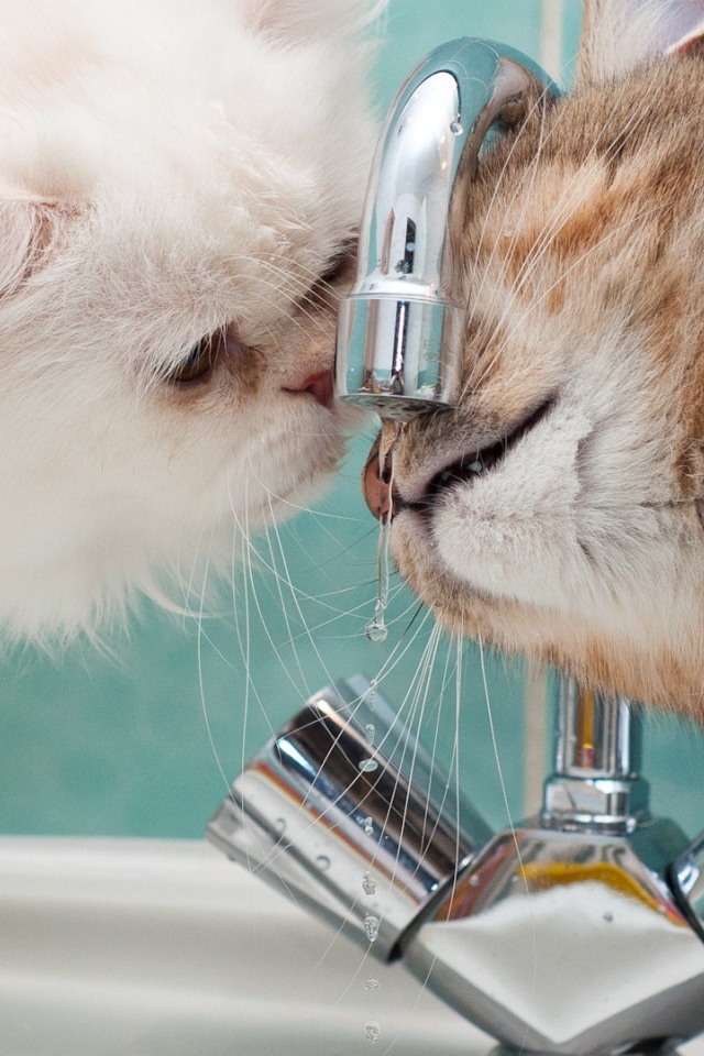 Два кота пьют воду из под крана