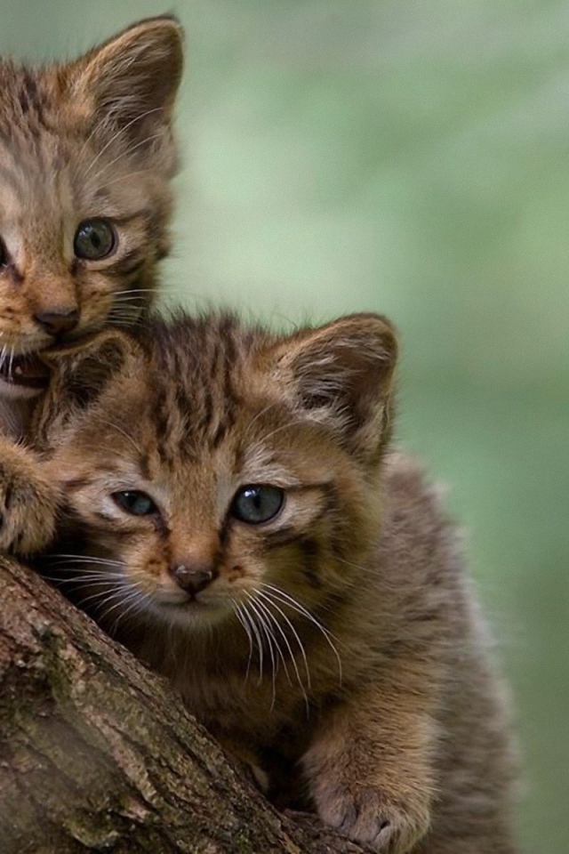 Два котенка на дереве