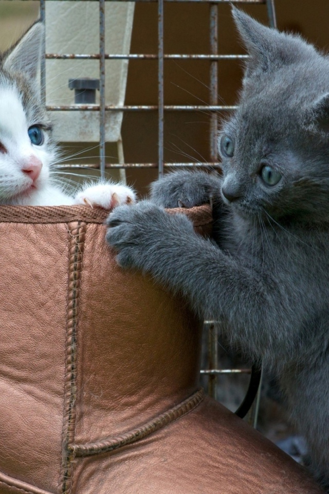 Два котенка играют в ботинке