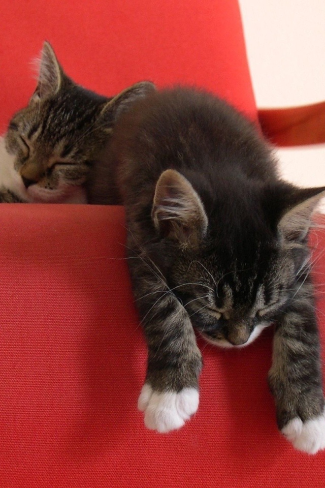 Два ленивых котенка на красном кресле