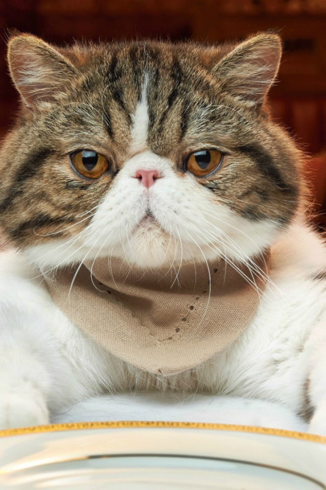 Недовольный кот за столом