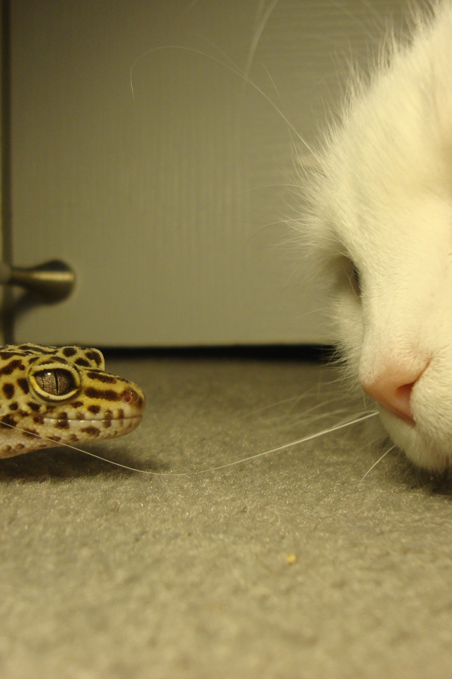 Белый кот и зеленая ящерица