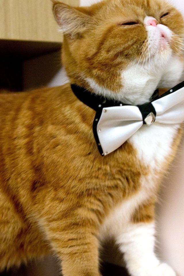 Белая бабочка на рыжем коте