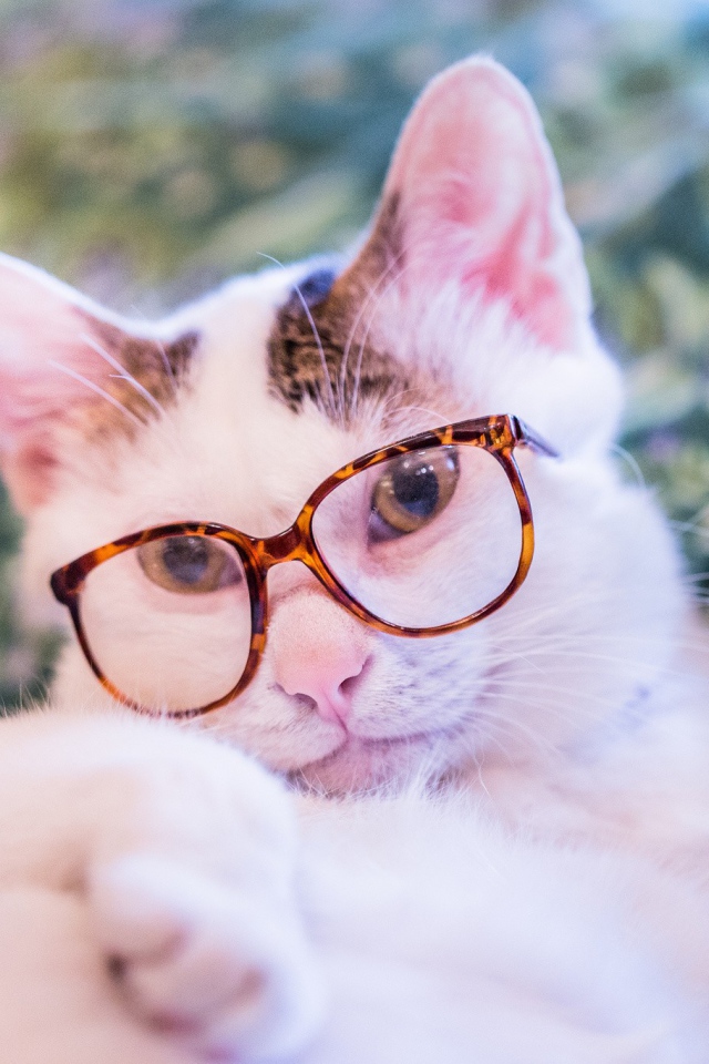 Белый кот в очках